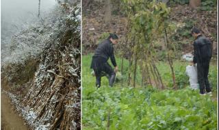 河南积雪已脚脖子深